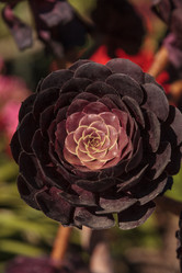 Similar image 11865871