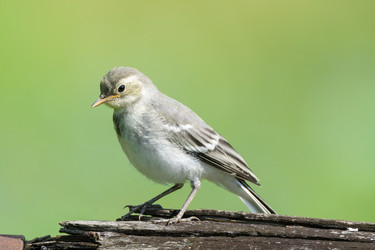 Similar image 11877711