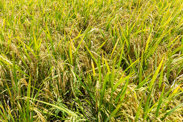 Similar image 11853786