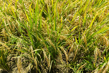 Similar image 11853805