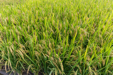 Similar image 11853960