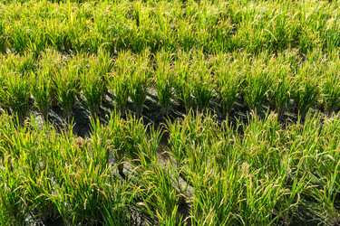 Similar image 11853365