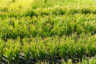 Similar image 11853384