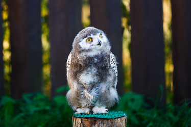 Similar image 11862883