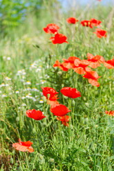 Similar image 11912489