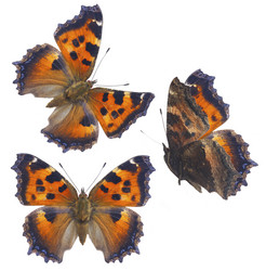 Similar image 11911896