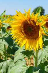 Similar image 11900304