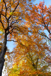 Similar image 11899596