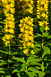 Similar image 11917763