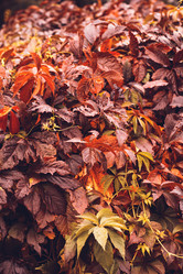 Similar image 11917356