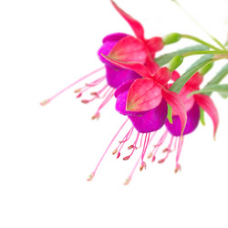 Similar image 11900265