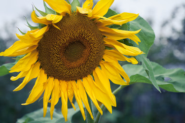 Similar image 11917156