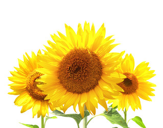 Similar image 11918848