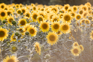 Similar image 11917544