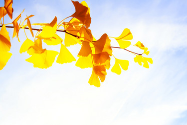 Similar image 11900284