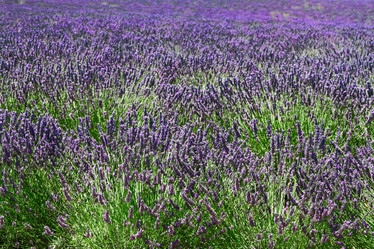 Similar image 11912763