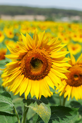 Similar image 11913081