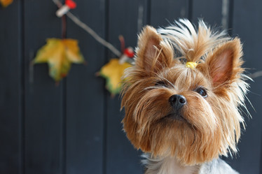 Similar image 11923700