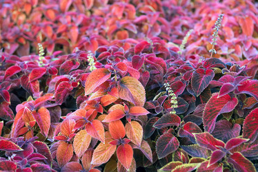 Similar image 11917807