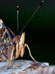 Similar image 11929362