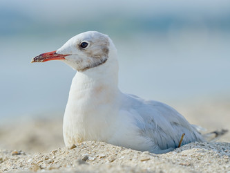 Similar image 11929409