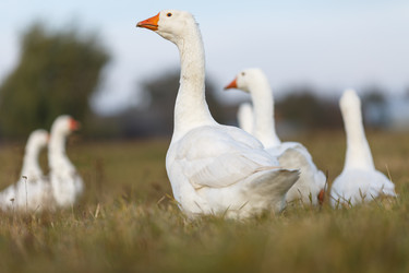 Similar image 11930121