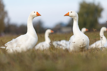 Similar image 11930122