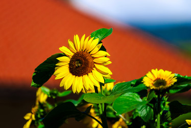 Similar image 11927514