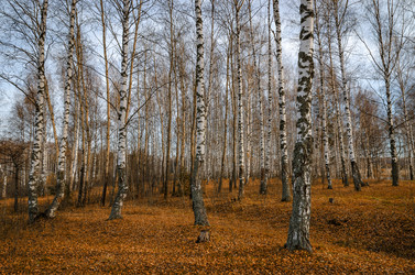 Similar image 11930988