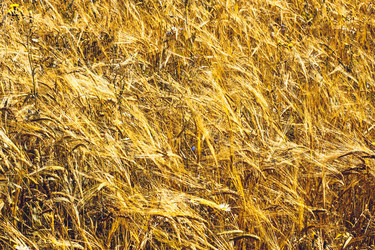 Similar image 11950682