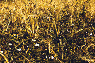 Similar image 11950600