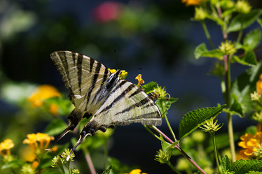 Similar image 11950471