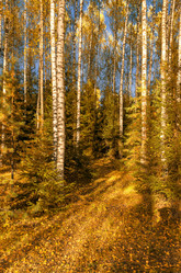 Similar image 11951905