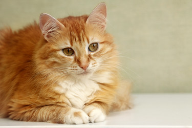 Similar image 11960434