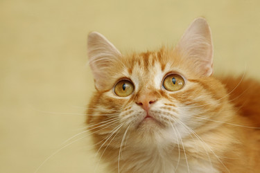 Similar image 11960436