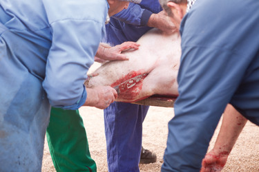 Similar image 12037295