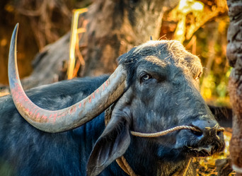 Similar image 12037925