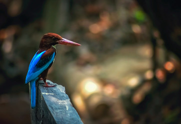 Similar image 12037960