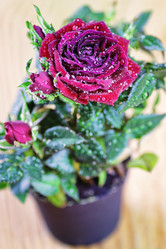 Similar image 12036382