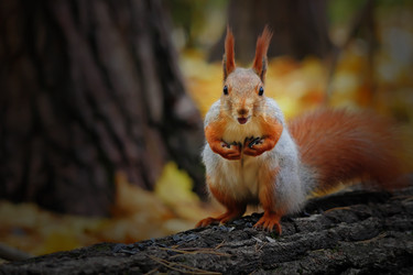 Similar image 11958729