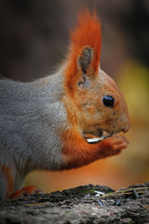 Similar image 11958731