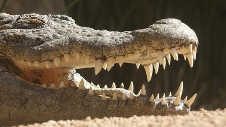 Similar image 12036277