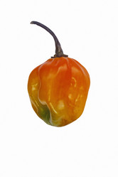 Similar image 12037020