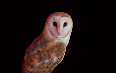 Similar image 12202104