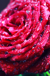 Similar image 12206259