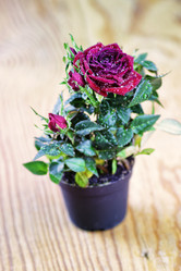 Similar image 12206699