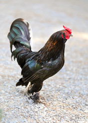 Similar image 12201615