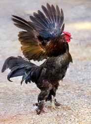 Similar image 12201616