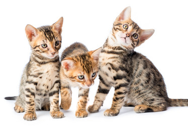 Similar image 12213350