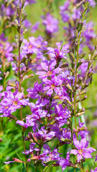 Similar image 12210747